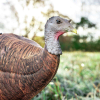 Primos Photoform Leading Hen Turkey Decoy