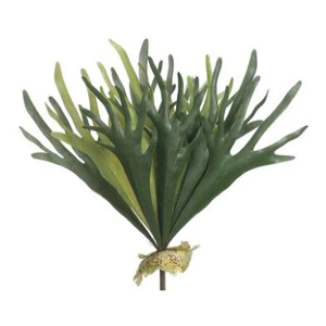 Allstate Floral 19" Staghorn Fern Bush