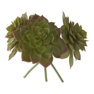 K&K Interiors 8in Succulent Bundle
