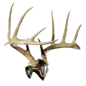 Skull Hooker Skull Hooker Bone Bracket Skull Cap Combo - $21.59 at SCHEELS