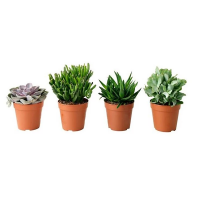 Element 4 inch Succulent Live Plant Assorted