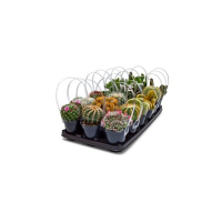 Element 3.5 inch Live Cacti Plant - Assorted Varieties