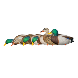 Avian X AXP Full Body Mallards Fusion Pack Decoys
