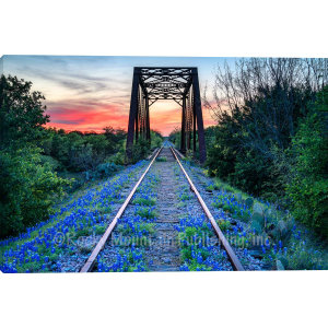 Rocky Mountain Publishing Bluebonnet Beauty Wrap Wall Art | Size 20" x 30"