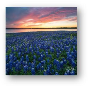 Rocky Mountain Publishing Rocky Mountain Publishing Bluebonnets Over Ennis Wall Art | Size 18" x 18" - $79.99 at Murdoch's Ranch & Home Supply
