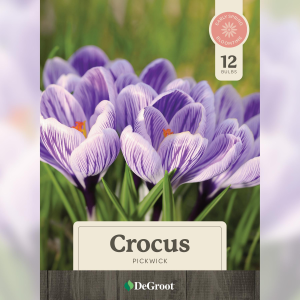 Degroot DeGroot Crocus Pickwick Blub - $5.99 at Murdoch's Ranch & Home Supply