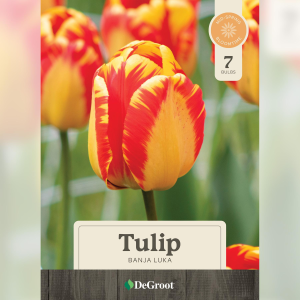 Degroot DeGroot Tulip Banja Luka Blub Packet - $5.99 at Murdoch's Ranch & Home Supply