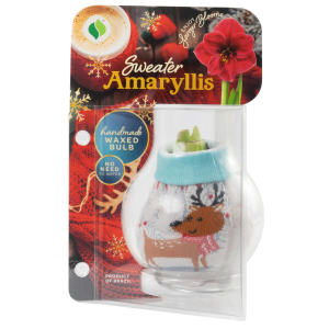 Degroot DeGroot Christmas Series Reindeer Sweater Amaryllis Blub - $17.99 at Murdoch's Ranch & Home Supply