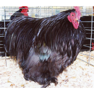 Hoover's Hatchery Hoover's Hatchery Black Cochin Bantam Chicken St Run - $6.79 at Murdoch's Ranch & Home Supply