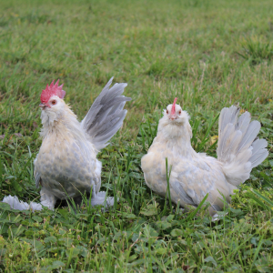 Hoover's Hatchery Hoover's Hatchery Porcelain Bantam Chicken St Run - $6.49 at Murdoch's Ranch & Home Supply