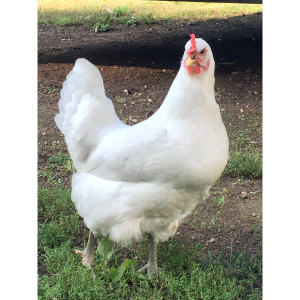 Hoover's Hatchery Hoover's Hatchery White Giants Chicken St Run - $5.99 at Murdoch's Ranch & Home Supply