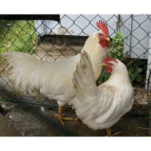 Hoover's Hatchery Hoover's Hatchery V-Comb Leghorn Chicken Pullet - $4.99 at Murdoch's Ranch & Home Supply
