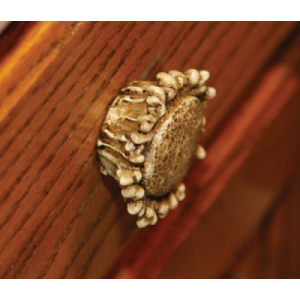 RIVERS EDGE DRAWER KNOBS - Rivers Edge Products