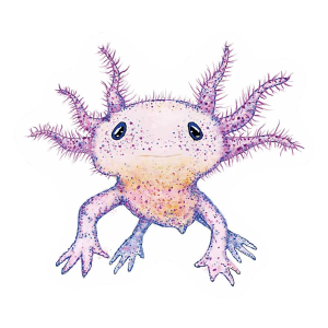 MN Nice Enough Axolotl Sticker Sticker