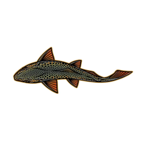 Casey Underwood Artwork Swimming Brown Trout Decal Decal