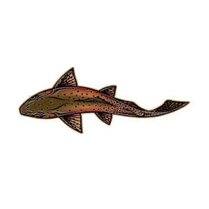 Casey Underwood Artwork Swimming Cutthroat Trout Decal Decal