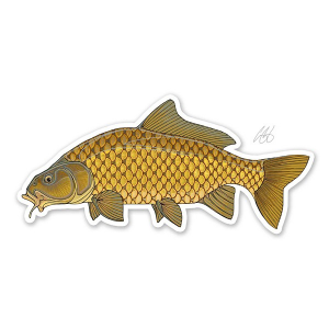 Casey Underwood Artwork Common Carp Decal