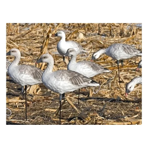 SX Decoys Full Body Juvie Snow Goose Decoys