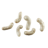 Berkley Gulp! Alive! Maggots