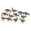 AVIAN-X AVX9009 AXP LESSERS OUTFITTER 12 PACK