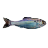 6th Sense Panorama 9 Live Gizzard Shad