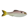 6th Sense Panorama 2 Ghost Pro Shad