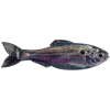 6th Sense Panorama Softbait 5" Live Threadfin Shad