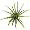 Hag's Baits Prickly Pear 19 mm Hag's Pumpkin