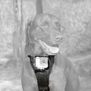 Kurgo Camera Mount Dog Harness