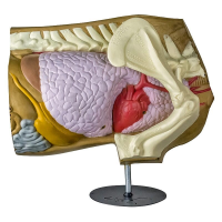 Rinehart Tabletop Anatomy Deer Archery Target 10811