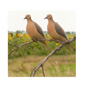 AVERY 6 Pack of Mourning Dove Decoys (72005)