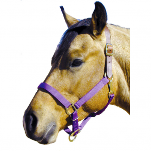 INTREPID INTERNATIONAL Large Horse Purple Poly with Leather Crown Halter (085104)