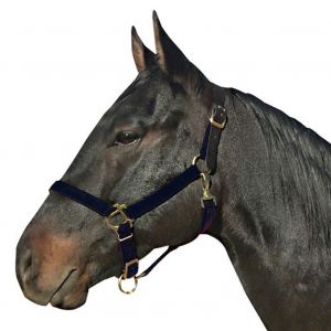 INTREPID INTERNATIONAL Poly with Leather Crown Halter