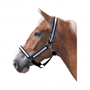 INTREPID INTERNATIONAL Poly Draft Horse 1 1/2in With Overlay Halter
