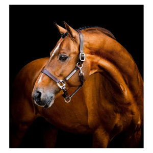 HORSEWARE IRELAND Horseware Signature Leather Headcollar (DHHLM0)