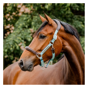 HORSEWARE IRELAND Horseware Signature Competition Headcollar (DHHMM1)