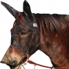CASHEL Quiet Ride Mule Fly Mask with Long Ears