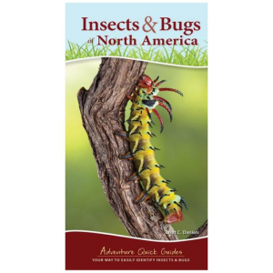 Insects & Bugs Of North America