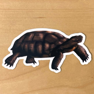 Desert Tortoise Sticker