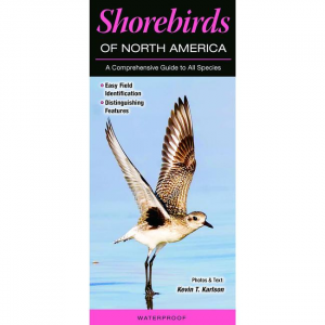 Shorebirds of North America