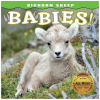 Bighorn Sheep Babies