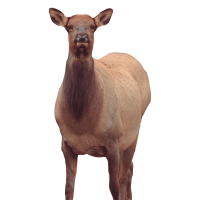 Montana Decoy Eichler Elk Decoy