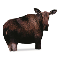 Montana Decoy Moose II Decoy