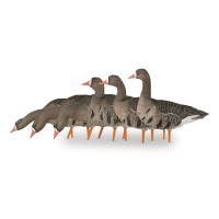 Avian-X AXP Specklebelly Fusion Pack Full Body Decoys 6 Pack