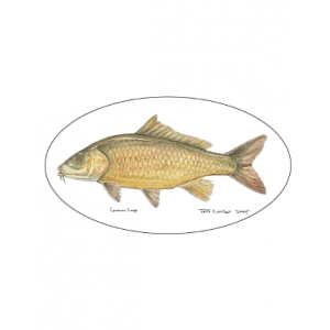 Pescador On The Fly Carp Decal - Carp - One Size