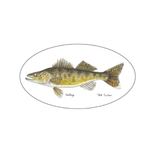 Pescador On The Fly Walleye Decal - Walleye - One Size