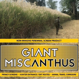 Real World Wildlife Products Giant Miscanthus 10,000 Rhizome Bag GIANT-MISCANTHUS-10000RHIZOME