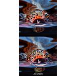 Montana Fly Company Fish Gaiter - Montana Fly Company Maddox's Snack