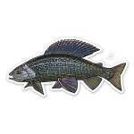 Casey Underwood Grayling Decal Sticker