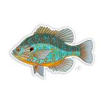 Casey Underwood Pumpkinseed Decal Sticker